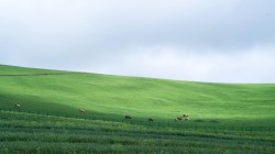 绿色草原 牛群 风景桌面壁纸