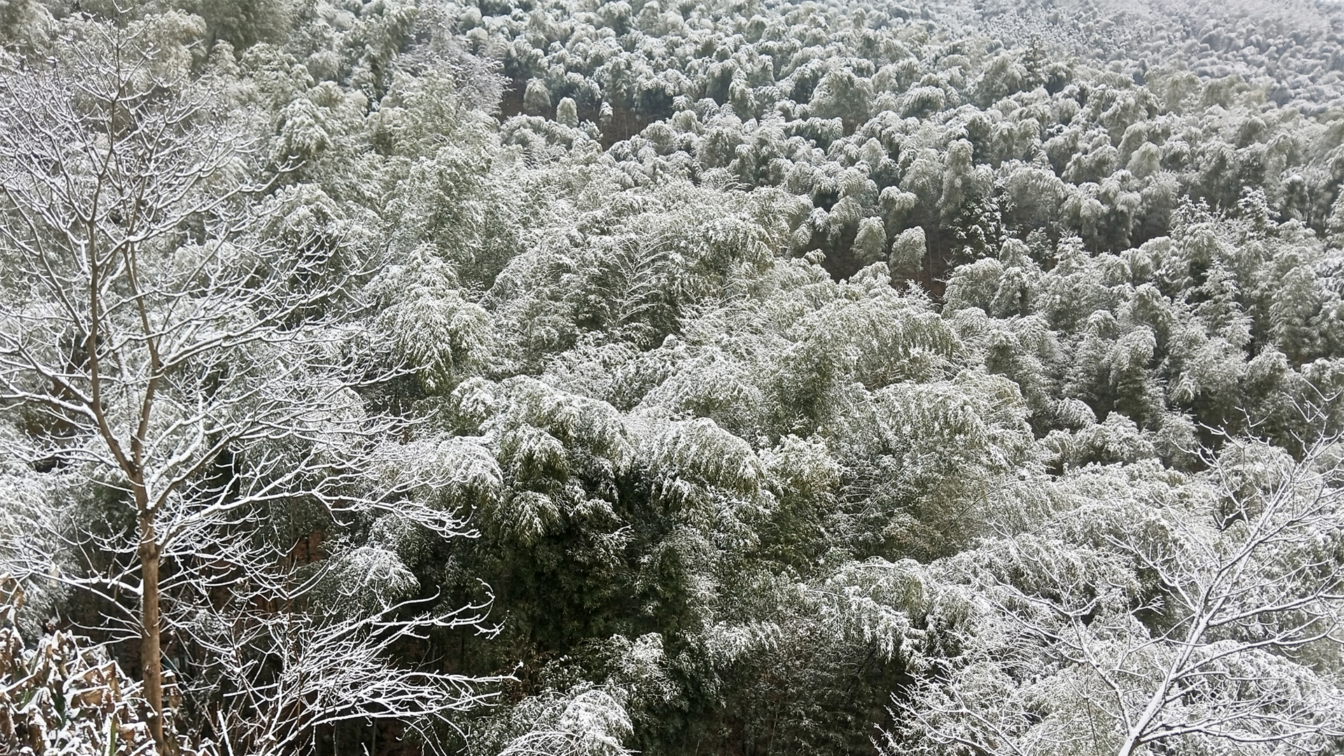 竹林 雪景 冬天竹子风景壁纸